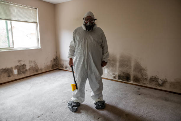 Why You Should Choose Our Mold Remediation Services in Mclouth, KS